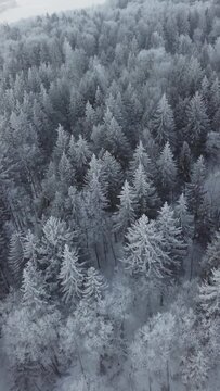 Vertical footage of snowy forest from air. Pines and other trees covered in snow.Nature concept. Christmas