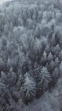 Vertical video of a winter pine forest covecered with snow