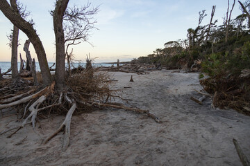 Fototapeta na wymiar Large bare trees and driftwood on the beach 