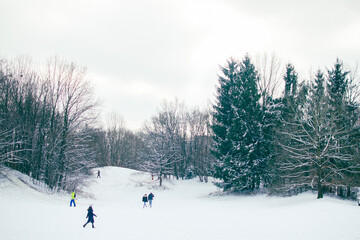 Pine trees in the frozen parks of Munich - Bavaria - Germany