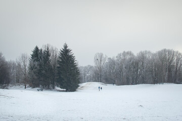 Pine trees in the frozen parks of Munich - Bavaria - Germany