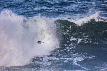 Walk along the Cantabrian coast during the storm with the sight of various birds!