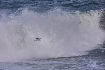 Walk along the Cantabrian coast during the storm with the sight of various birds!