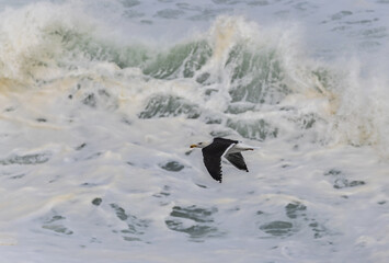 Walk along the Cantabrian coast during the storm with the sight of various birds!