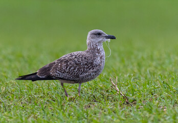 Walk along the Cantabrian coast during the storm with the sight of various birds!