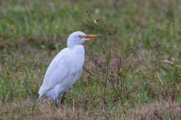 Walk along the Cantabrian coast during the storm with the sight of various birds!