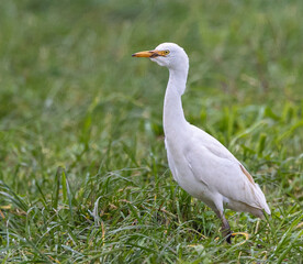 Walk along the Cantabrian coast during the storm with the sight of various birds!