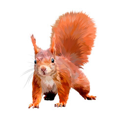 squirrel red forest animal 