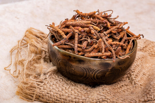 Yarsagumba (Cordyceps sinensis / Ophiocordyceps sinensis)