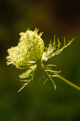 Young fresh green dill heads close up