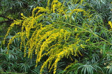 Solidago canadensis blooms in nature