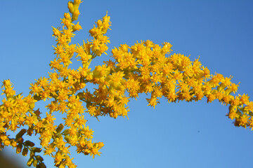 Fototapeta na wymiar Solidago canadensis blooms in nature