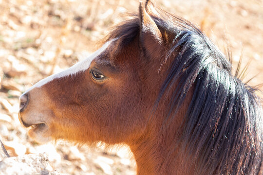 Cabeza de un caballo, poni