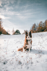 dog in snow boder collie