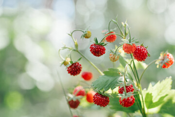 Wild strawberry bush with tasty ripe red berries and green leaves grow in green grass in wild...