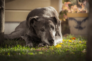 Bonito cão cinza deitado na relva - obrazy, fototapety, plakaty