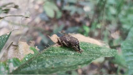 Especie rara.. Bucaramanga, Colombia.!
