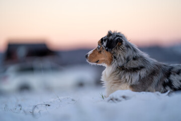 Australian shepherd waiting infront of car for sunset