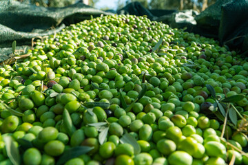 Green Olives on floor after harvest