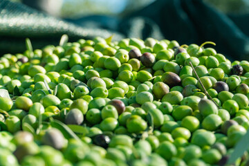 Green Olives on floor after harvest