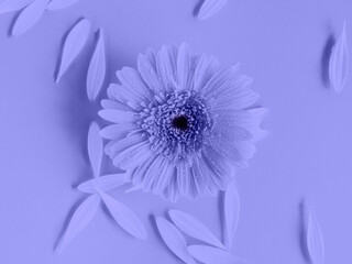 Obraz premium Purple beautiful gerbera daisy flower on monochrome background in water