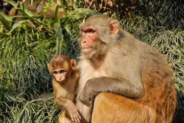 Female rhesus macaque monkey with young sitting in grass, Kathmandu, Nepal