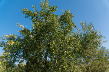 Green Olives on the tree before harvest