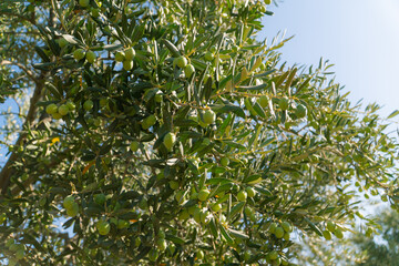 Green Olives on the tree before harvest