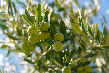 Fototapeta premium Green Olives on the tree before harvest