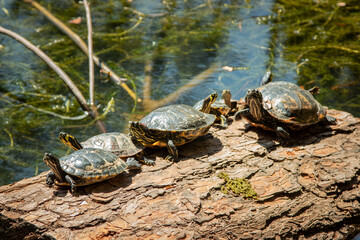 Obraz premium Turtles with the scientific name 