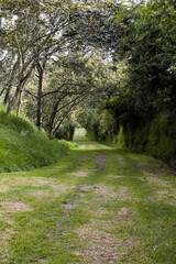 landscape of a park with a dirt road, nature with trees and bushes on a sunny summer day outside