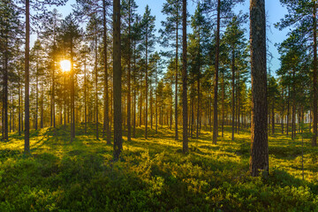 Beautiful pine forest in sunlight with a green forest floor