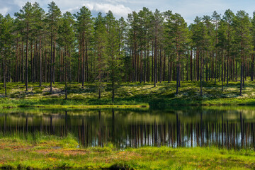 Obraz premium Beautiful view across a lake in a forest in Sweden