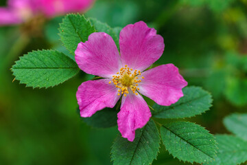 Close up of a beautiful dog rose in a green shrub