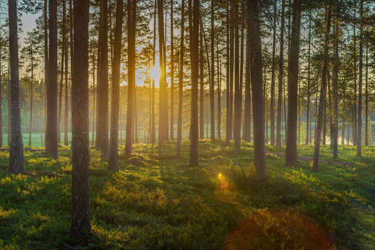 Beautiful pine forest in sunlight and morning mist