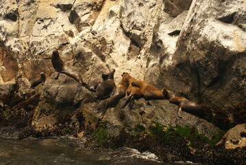 Sightseeing, sea lions sunbathing on an island off Lima, Peru