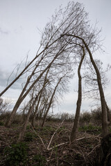 Tall skeletal trees touching at the top
