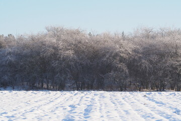 Biały zamarznięty las na tle pola ze śniegiem