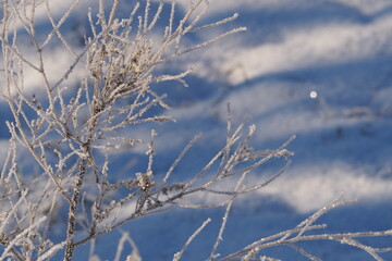 Fototapeta na wymiar Zamarznięte gałęzie na zimowym tle