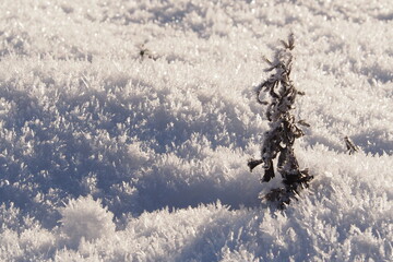 Mała zamarznięta roślina wśród śniegu
