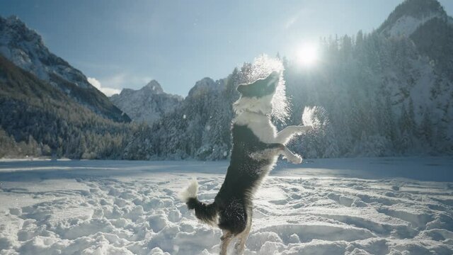 Full shot - Black and white Border Collie jumping and catching a snowball on a sunny winter day. Dog having fun with beautiful clear sky and mountains surrounding him.