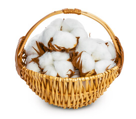 Cotton plant flower in a wicker basket isolated on white background with clipping path and full...