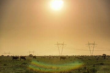 Cattle in pampas countryside, La Pampa, Argentina.