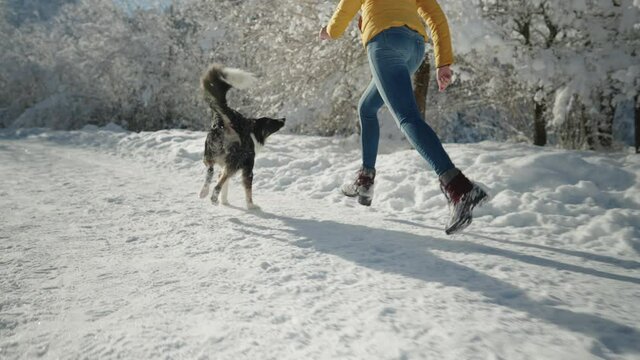 Full shot - Slow motion of a Border Collie running with his owner on a snowy path through a softwood forest on a sunny winter day.
