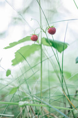 Blurred wild strawberry bush with two tasty ripe red berries and green leaves grow in green grass in wild meadow in sunny summer day. Organic background. Vertical. Copy space. Closeup. Selective focus