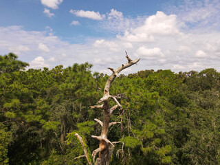 tree in the mountains
