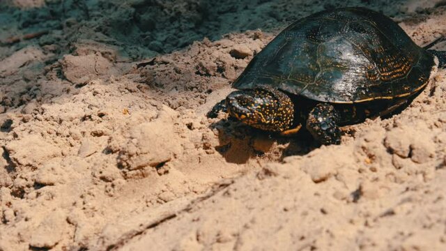 Turtle crawls on the sand to the water in summer, Slow Motion. A river turtle in close-up epic moves towards the reservoir in wild nature. European pond turtle is slowly crawling along dirty sand.