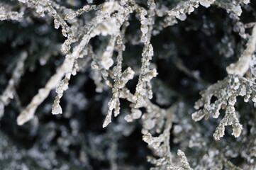 frost on the branches