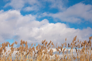 Dry tall yellow reeds against a blue cloudy dramatic sky on a bright sunny day