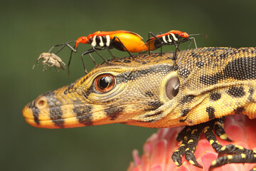 A pair of red cotton bugs (Dysdercus cingulatus) are mating on the head of a baby salvator monitor...